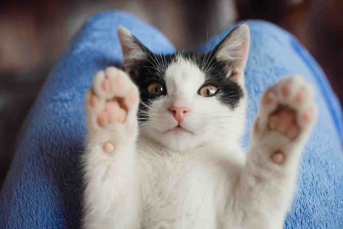 A white cat raising both of its paws in the air.