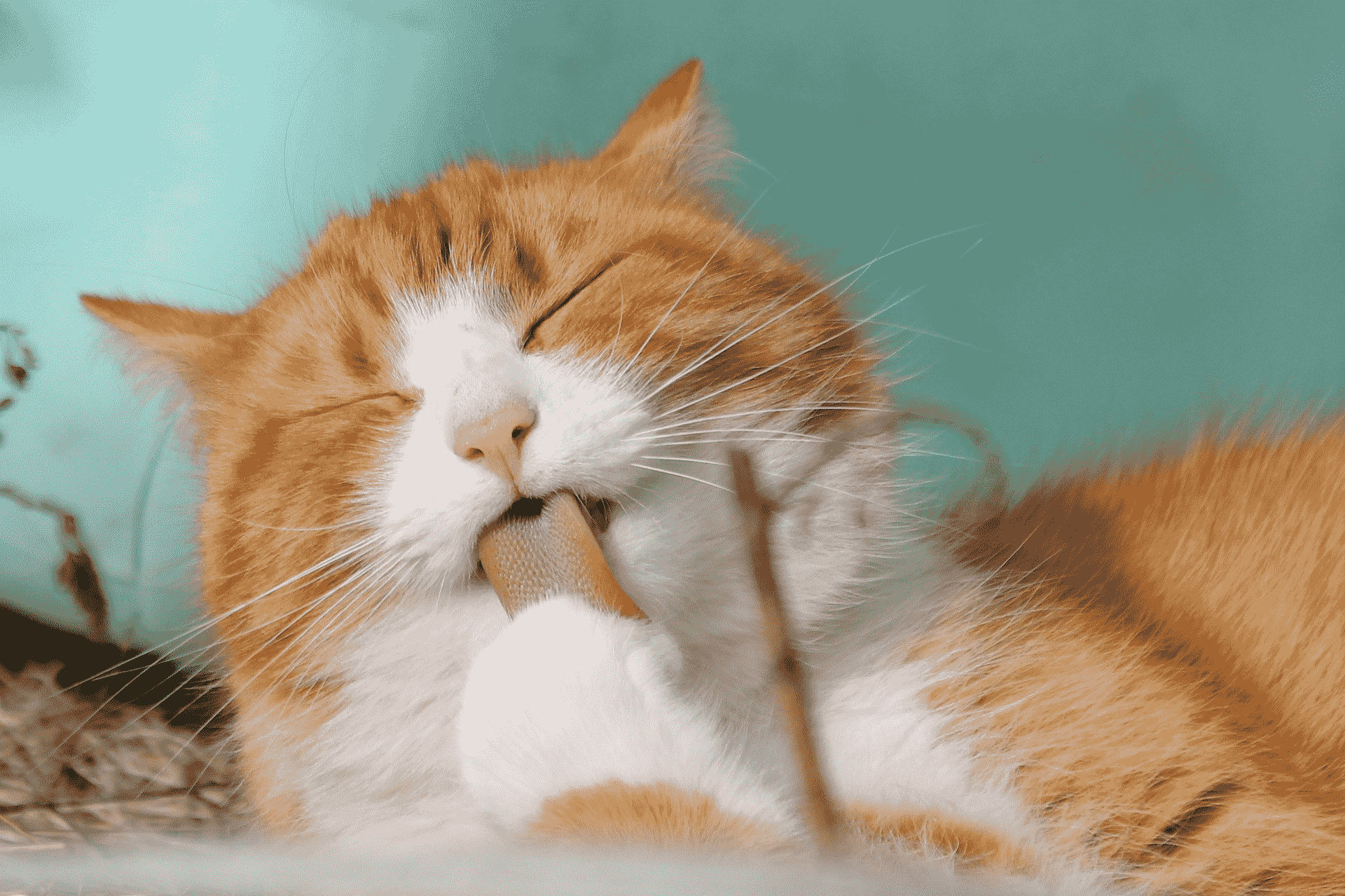 CATS BEAUTIFUL NAME