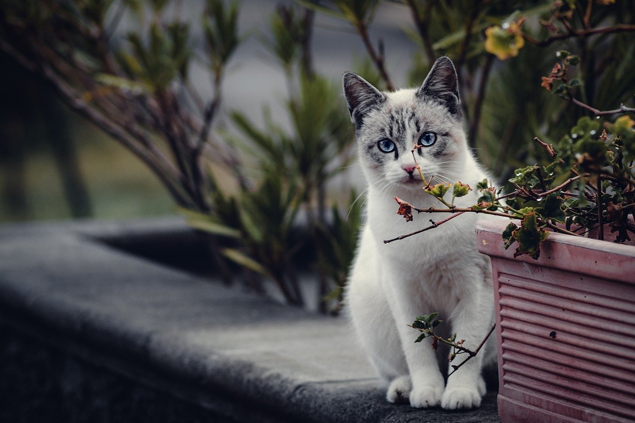 Keep Cats Away from Plants