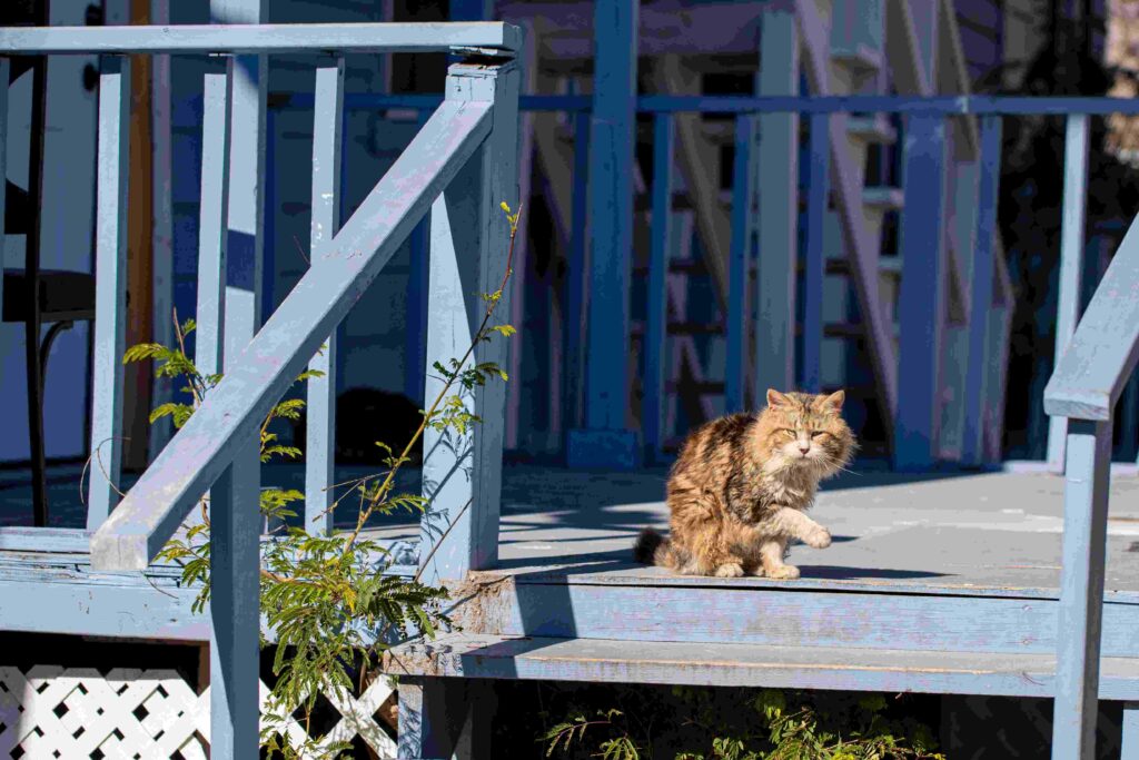 Cat Cage for Balcony