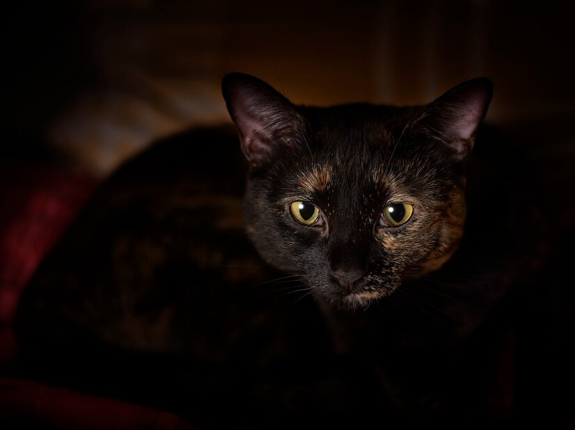 Cultural Significance, and Representation of a Black Cat