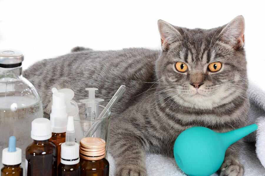 Veterinary Products for Cats