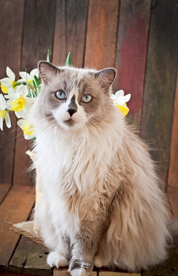 Exotic cats