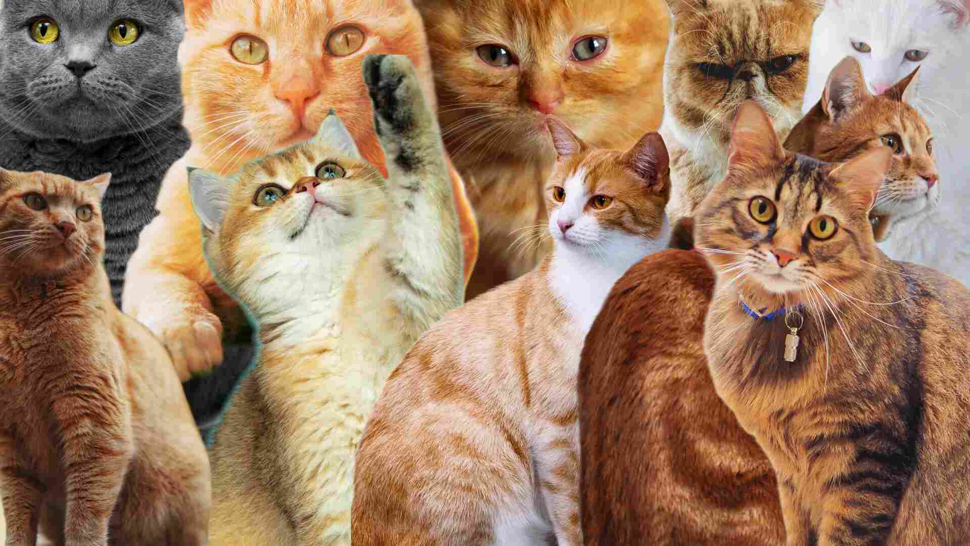 Purrfect Cat Names Top Cat Titles Feline Name Picks Ultimate Cat Names Prime Paws Picks