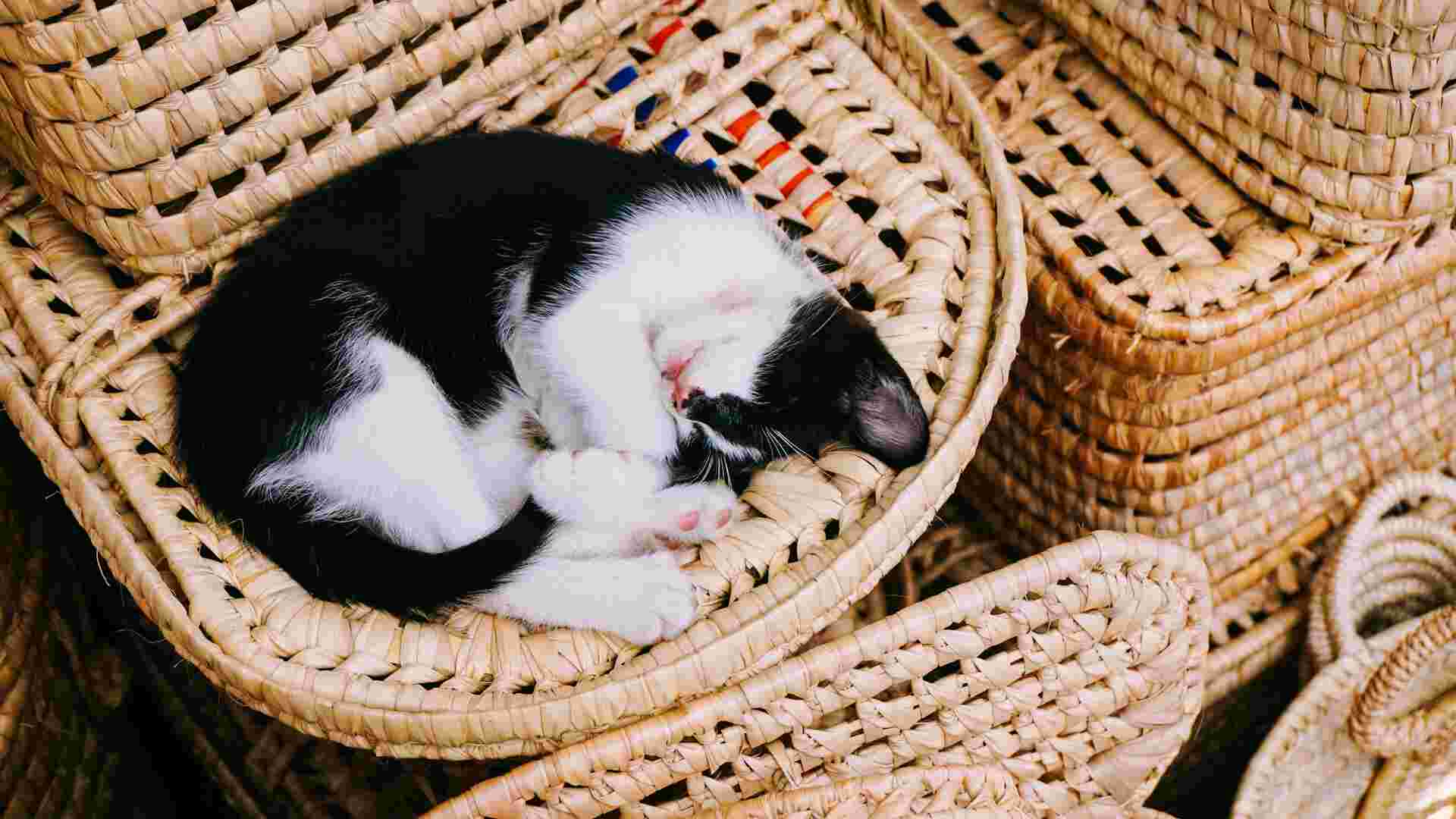 A black and white cat curled up and sleeping comfortably in a basket.