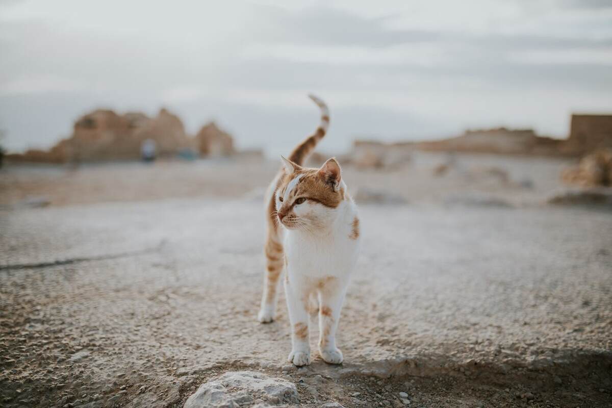 Arabic cat