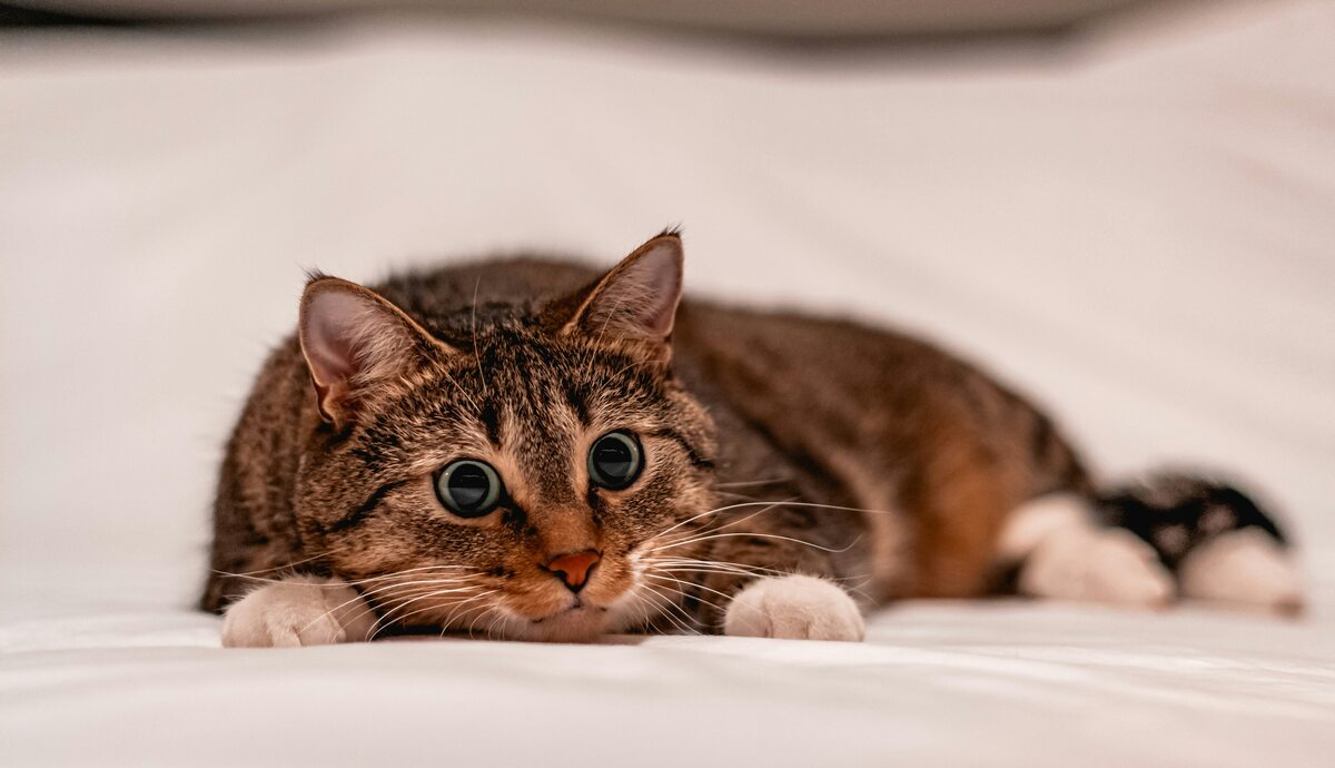 The Allure of Brown Cats: A Guide to Their Beauty, Personality, and Care