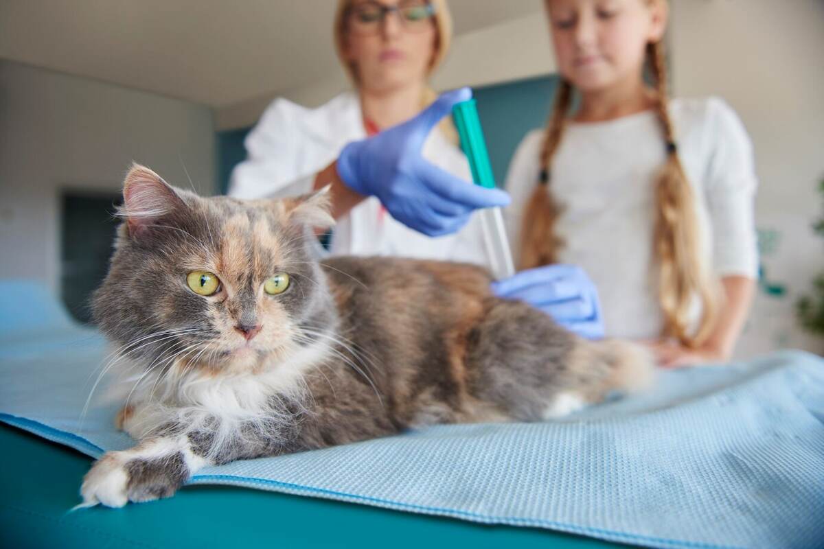 Miralax Dose for Cats: Guide For You