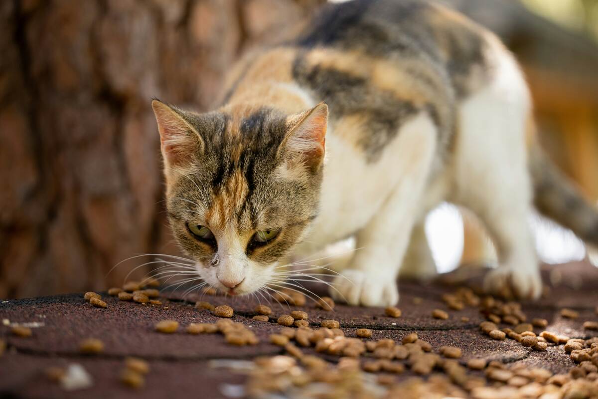 Bag of Special Kitty Cat Food with premium ingredients for a healthy, balanced diet for cats.