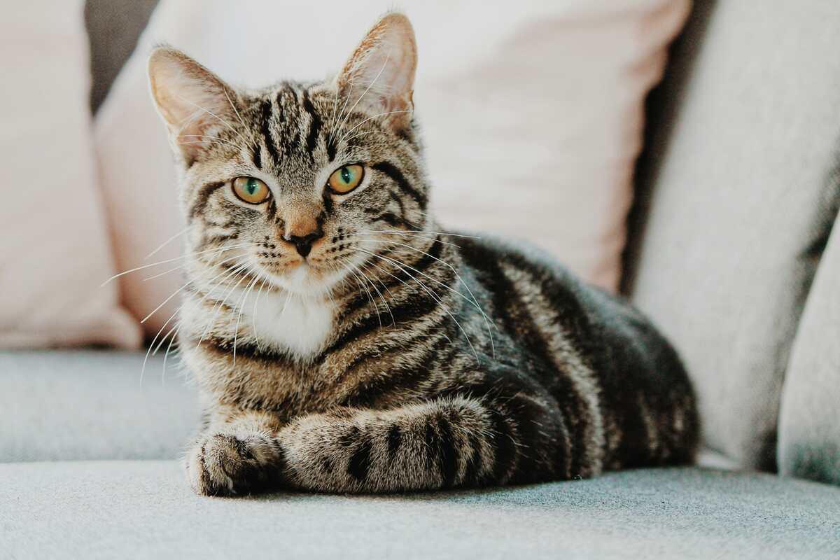 An Ocicat with a sleek, spotted coat resembling a wild ocelot. It has a muscular build, almond-shaped eyes, and a playful expression.