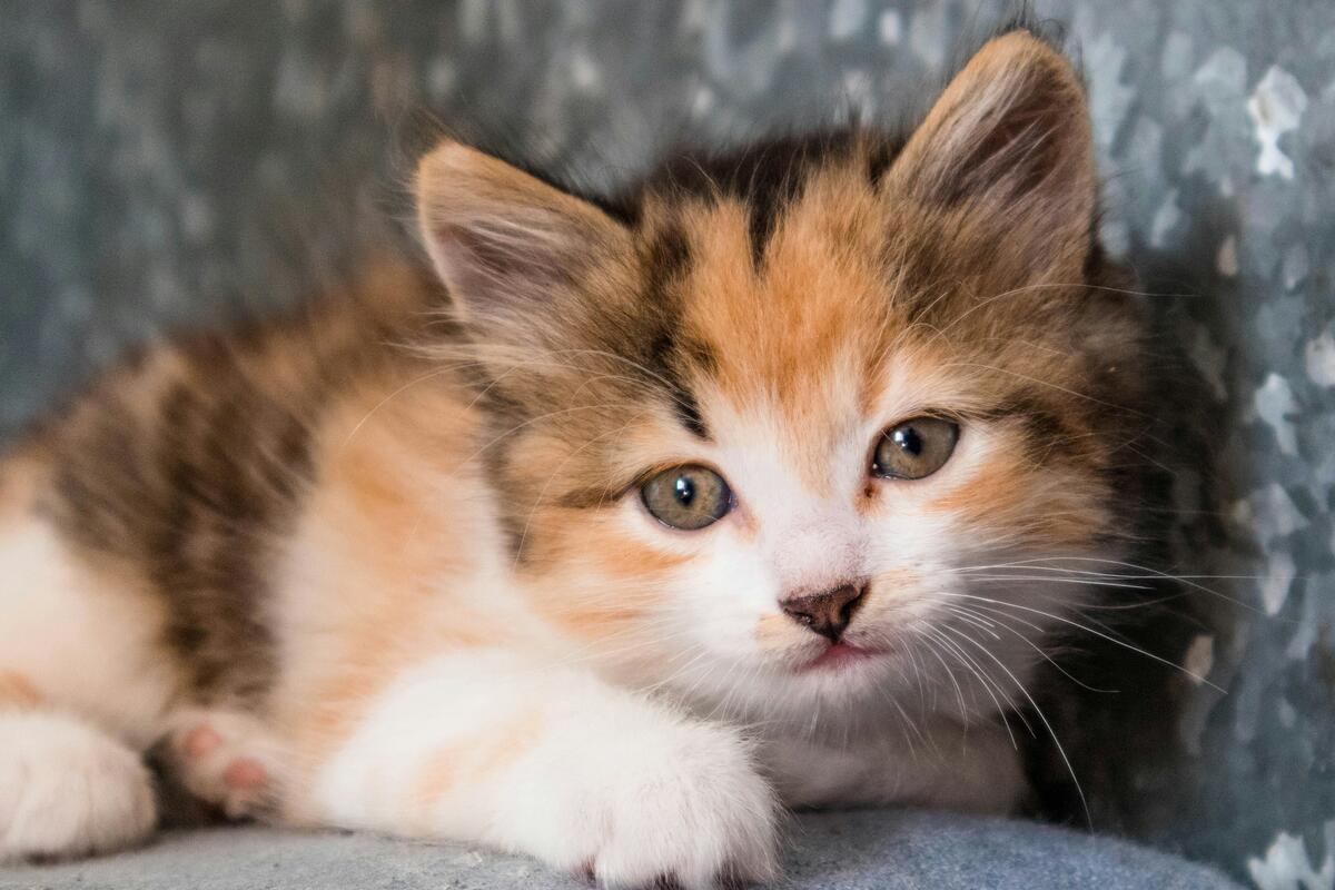 A comprehensive guide to calico cats, exploring their unique personalities, proper care, and striking beauty.