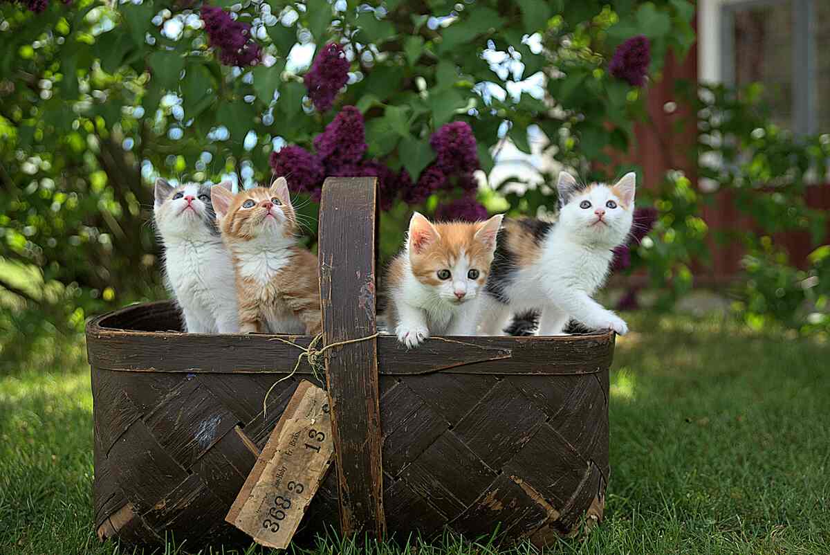 Four kittens are sitting together in a basket in a very cute garden.