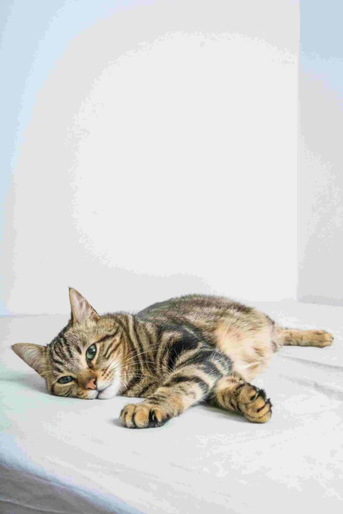 A cat is resting peacefully, lying down calmly.