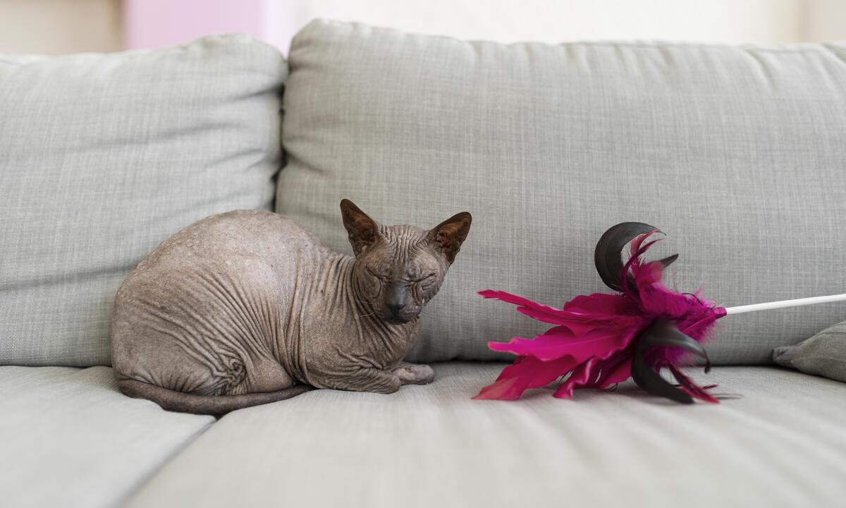 The Cornish Rex cat is sitting on the sofa with its eyes shut.