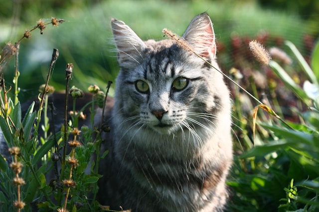A Norwegian Forest Cat with a luxurious, bushy tail and a proud stance, showcasing its thick fur and elegant features, surrounded by a serene woodland setting.