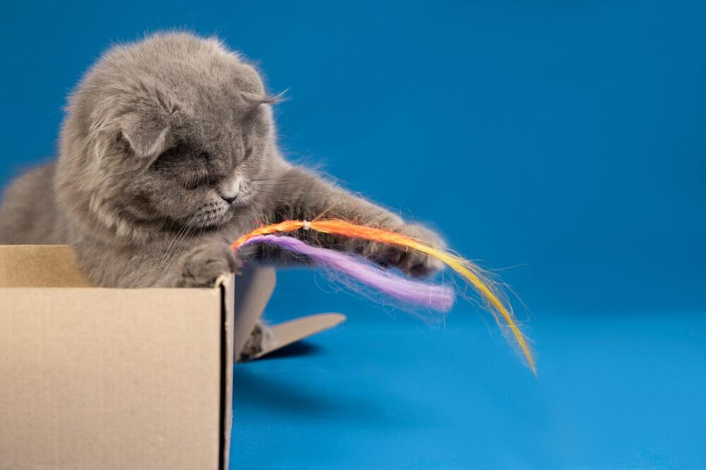 A cute cat playing with colorful toys.