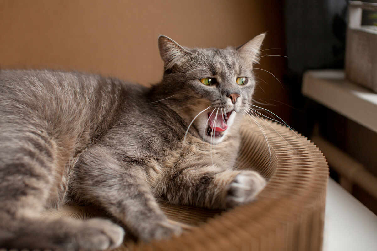 A feisty cat with an intense gaze, ready to pounce