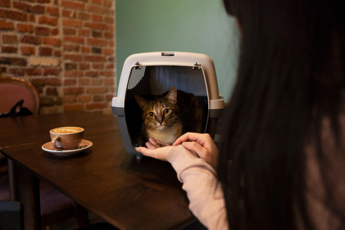 Cozy cat kennel with cushioned interior providing a safe space for a cat.
