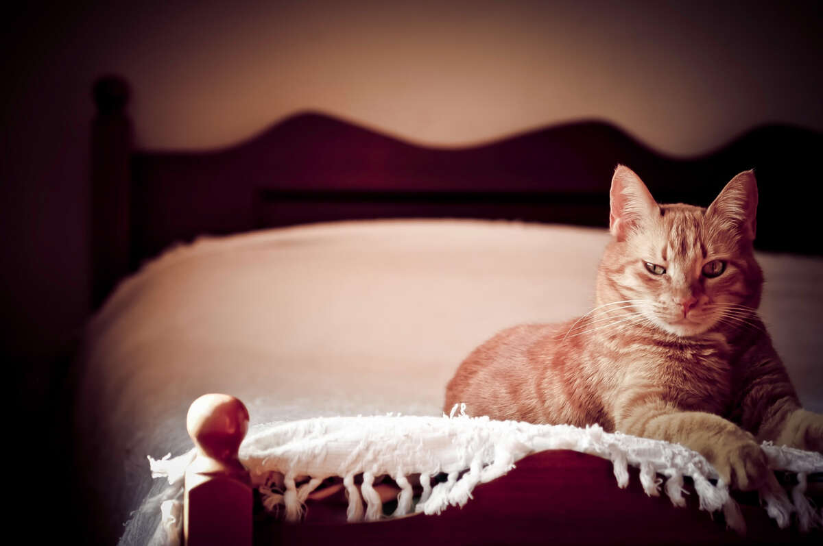 A cat lying comfortably on a bed.