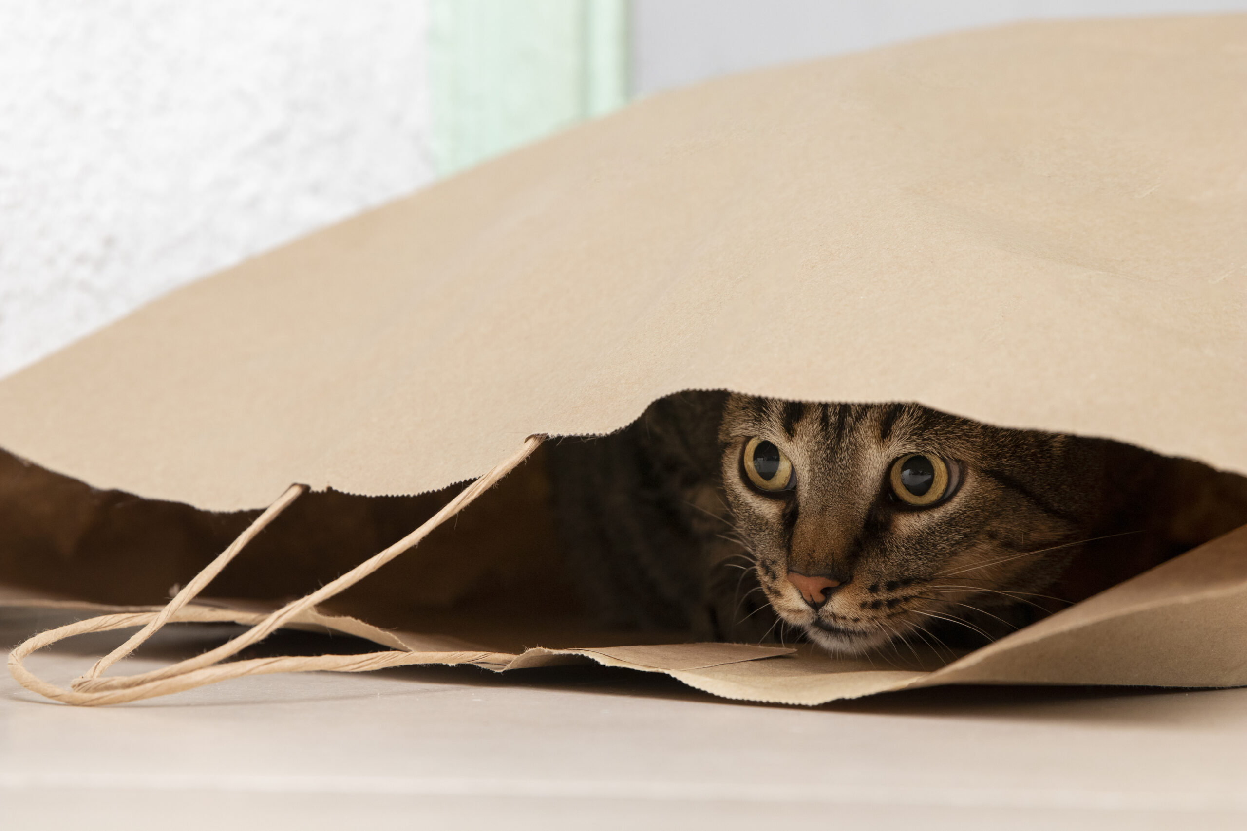 A playful cat sitting inside a paper bag, peeking out with curious eyes.