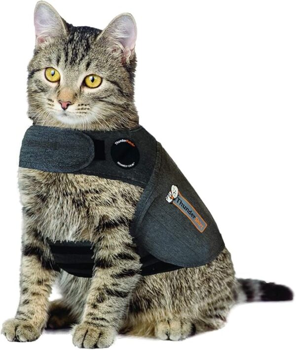 Cat wearing a ThunderShirt Classic Anxiety Jacket, looking calm and relaxed indoors.