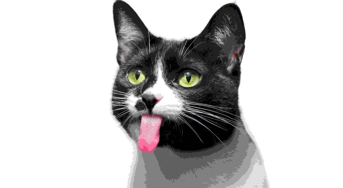 A cute black and white cat with its tongue playfully sticking out, captured in a selective-focus black and white photograph.