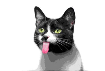 A cute black and white cat with its tongue playfully sticking out, captured in a selective-focus black and white photograph.
