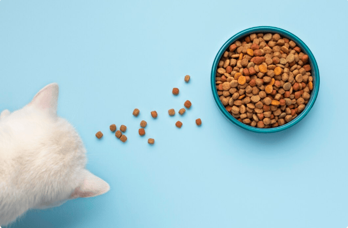 White cat approaching a blue bowl of dry cat food with kibble pieces scattered on a blue surface.