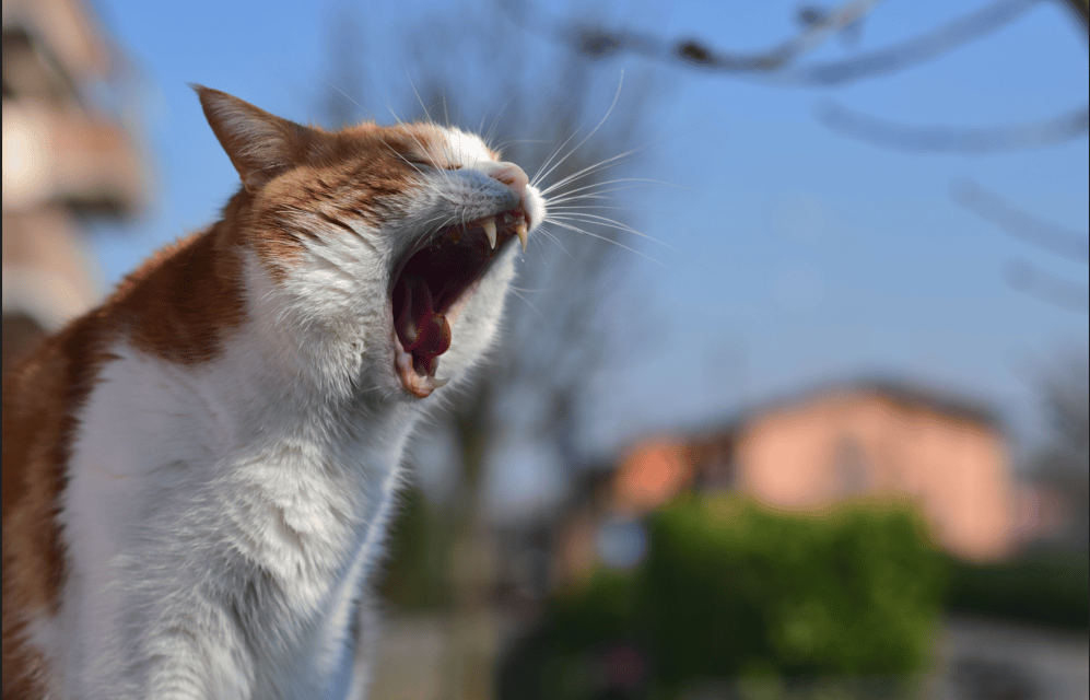 Close-up of an orange and white cat growling with mouth open, taken outdoors in bright sunlight.