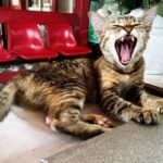 Tabby cat with mouth open wide, possibly yawning or growling, lying on a table near red chairs and a white flower pot.