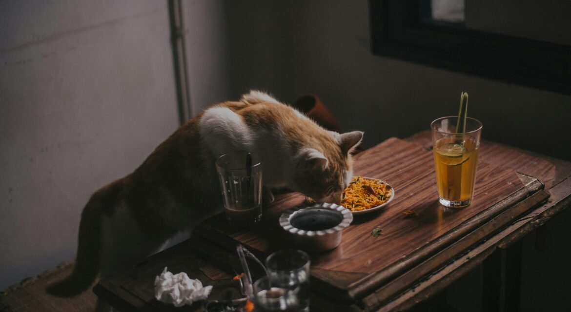 Home made cat food