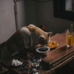 Home made cat food