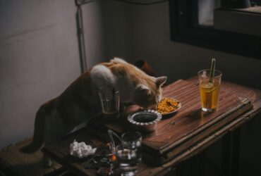 Home made cat food