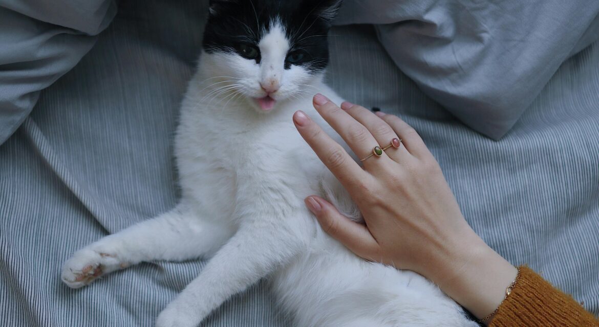 Cat foster care