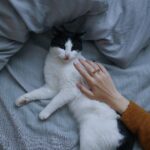 Cat foster care