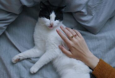 Cat foster care