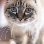 LInx point siamese