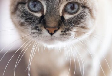 LInx point siamese